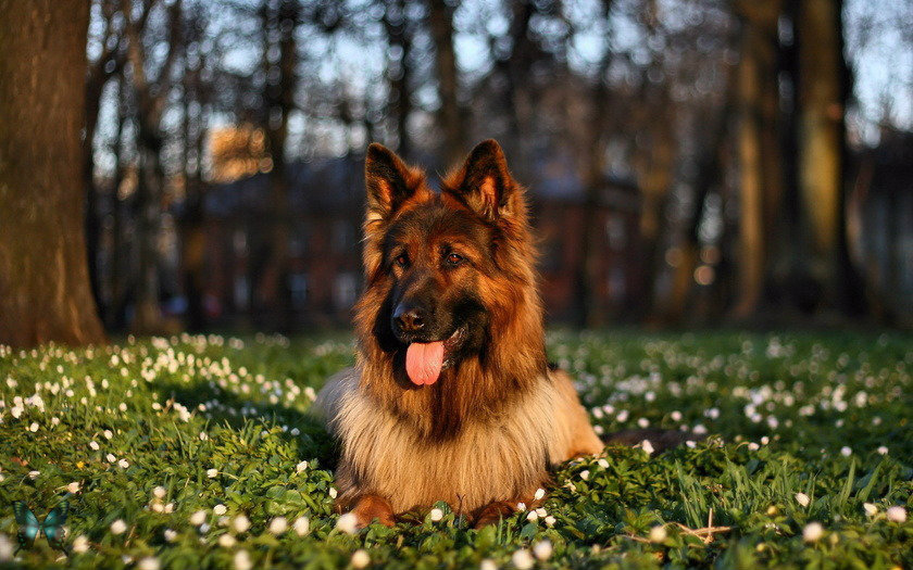 овчарка - оригинал