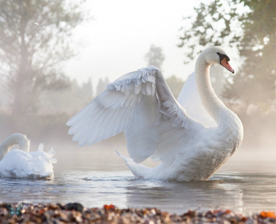 лебедь - оригинал