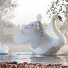 Схема вышивки «лебедь»