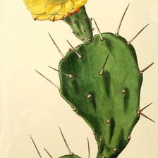 Схема вышивки «Cactus»