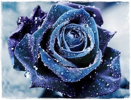 роза синяя - цветы - оригинал