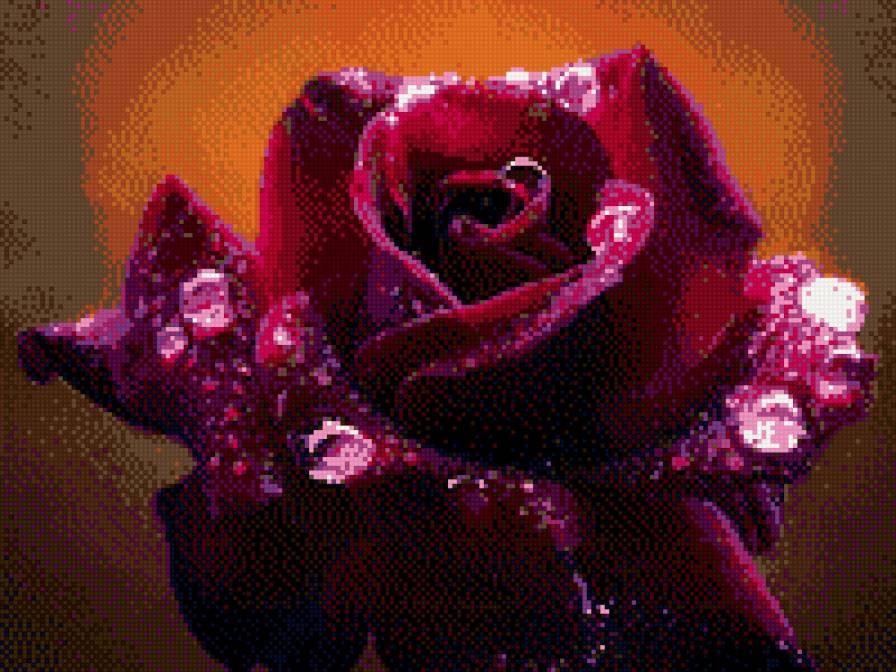 роза - цветы - предпросмотр