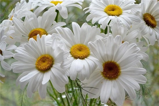 Ромашки для Наташки - оригинал