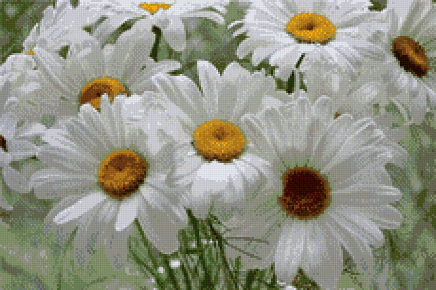 Ромашки для Наташки - предпросмотр