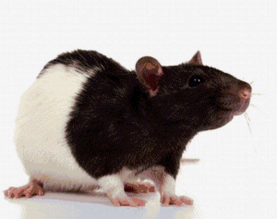 миня - крыса - предпросмотр