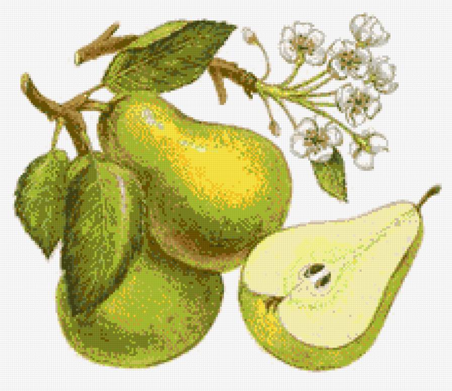 груша - натюрморт - предпросмотр