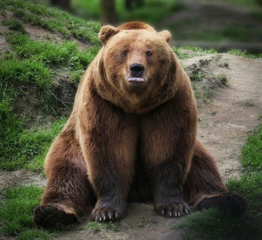 медведь - животные, медведь - оригинал