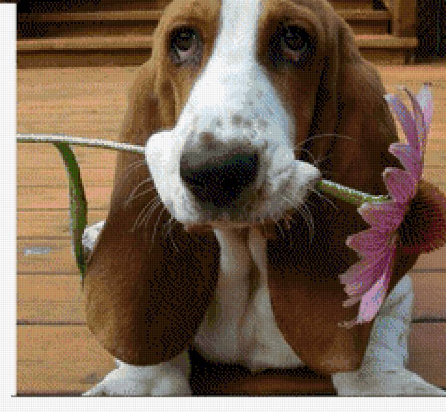 Друг - собака, цветы - предпросмотр