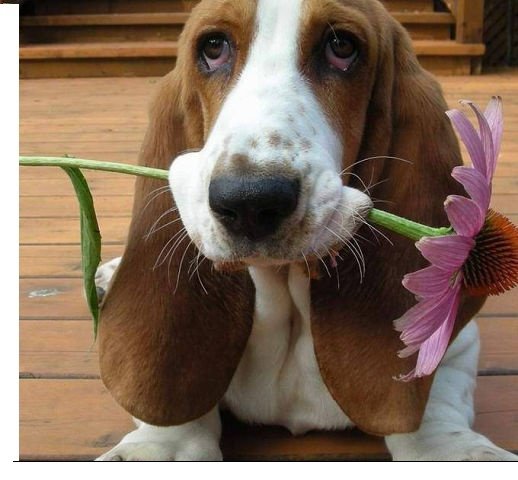 Вам цветок - животные - оригинал