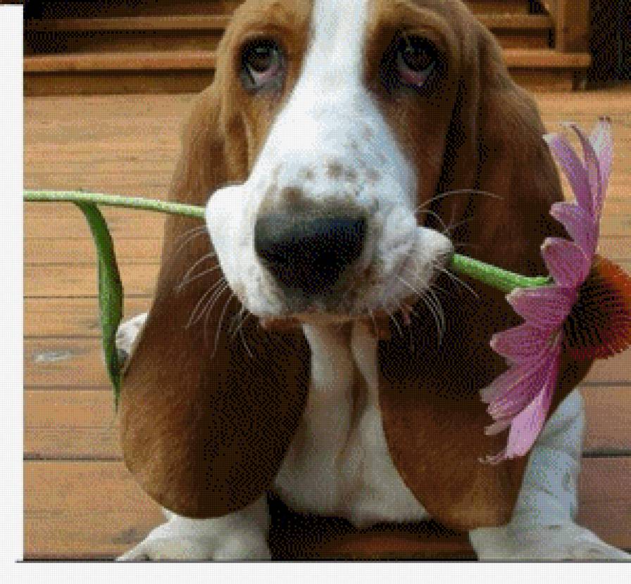 Вам цветок - животные - предпросмотр