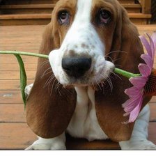 Схема вышивки «Вам цветок»