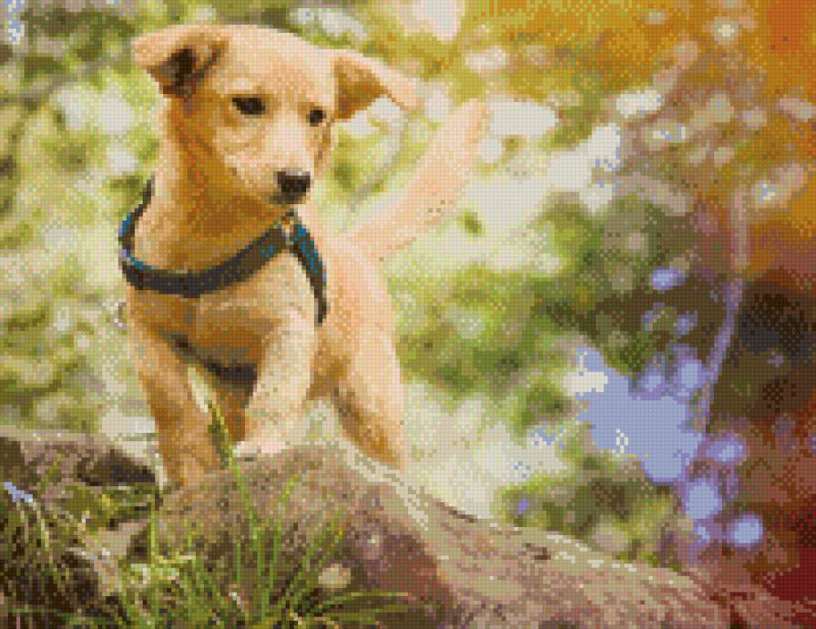 "Щенок" - животные, собака - предпросмотр