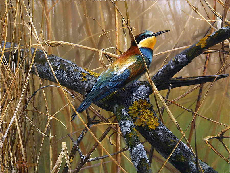 Зимородок - зимородок, картины, птицы - оригинал