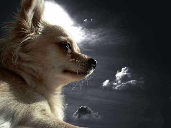 чи хуа хуа - животные, луна, собаки, ночь - оригинал