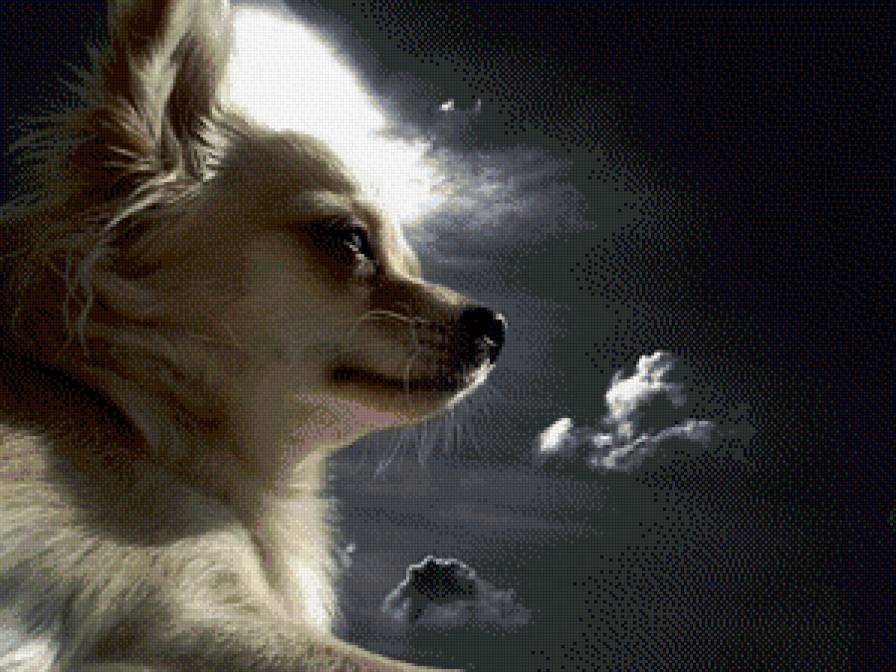 чи хуа хуа - ночь, животные, луна, собаки - предпросмотр