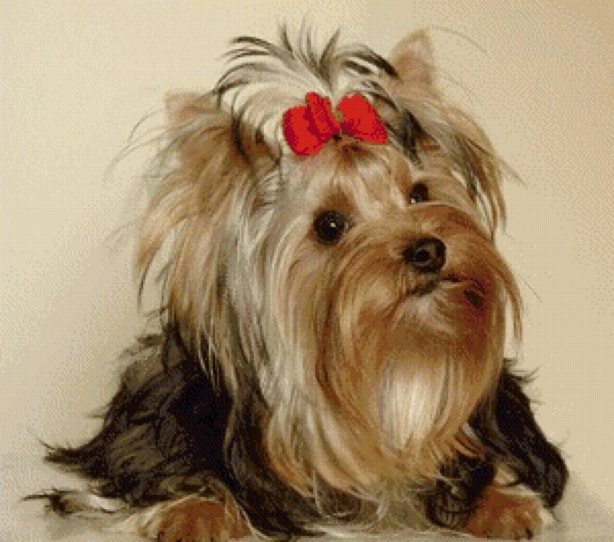 Йоркширский терьер - собаки, животные - предпросмотр