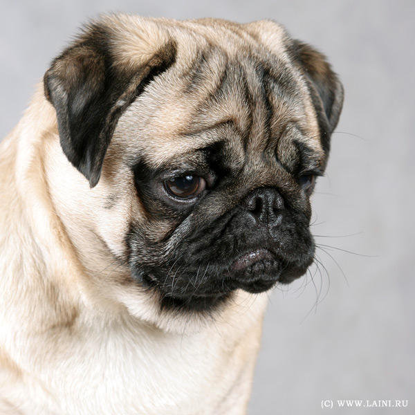 мопс - оригинал