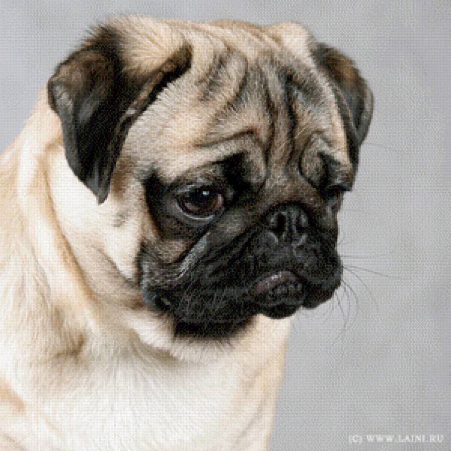 мопс - предпросмотр