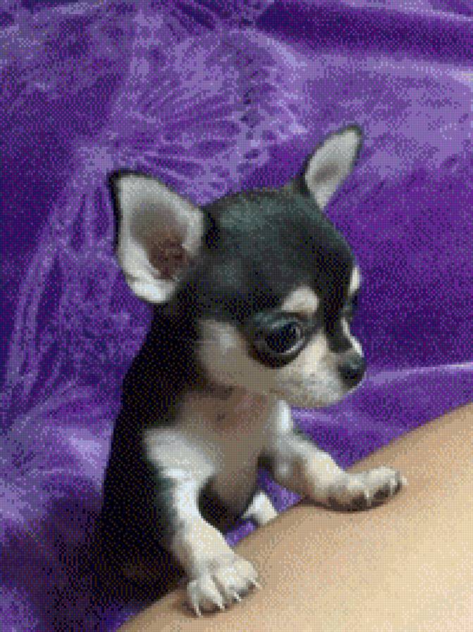 chihuahua - предпросмотр