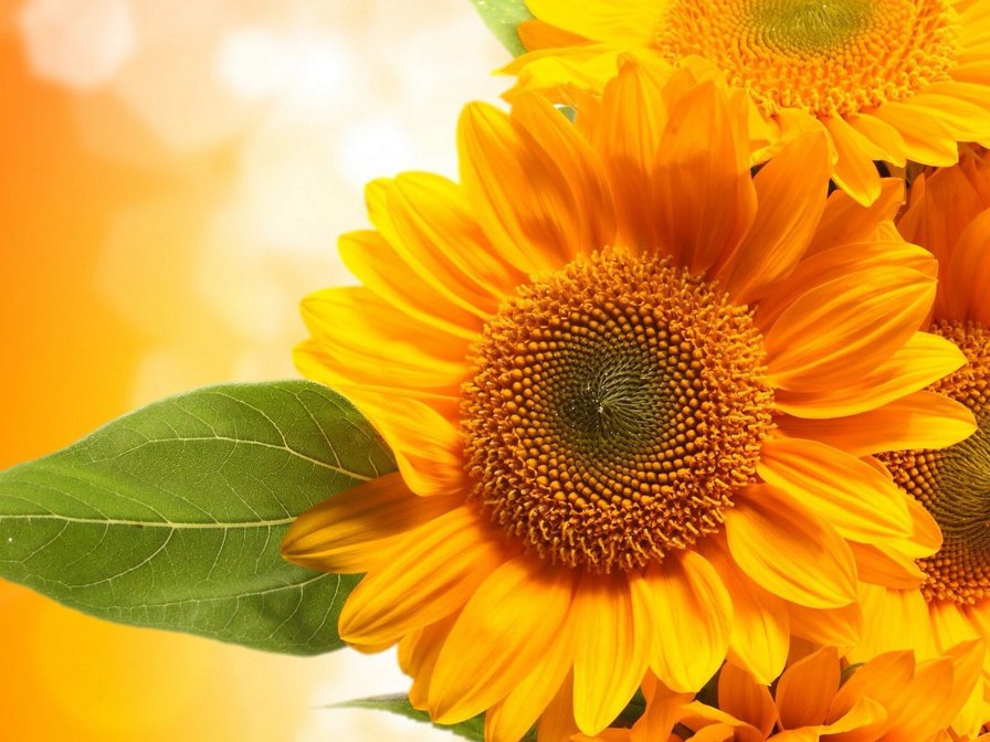 №724411 - цветок, подсолнух - оригинал