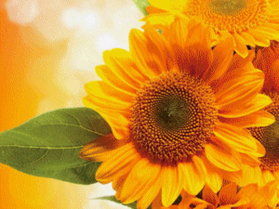 №724411 - подсолнух, цветок - предпросмотр