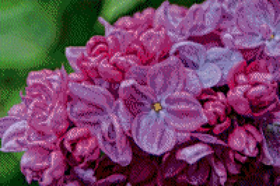 сирень - цветы - предпросмотр