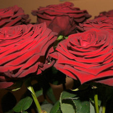 Схема вышивки «роза»