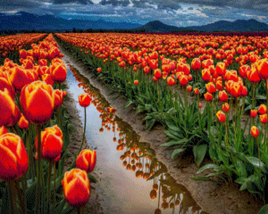 Море тюльпанов - букет, цветы, море - предпросмотр