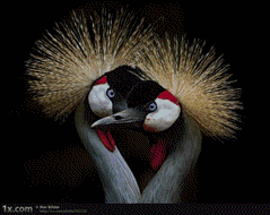 Это любовь - птицы - предпросмотр