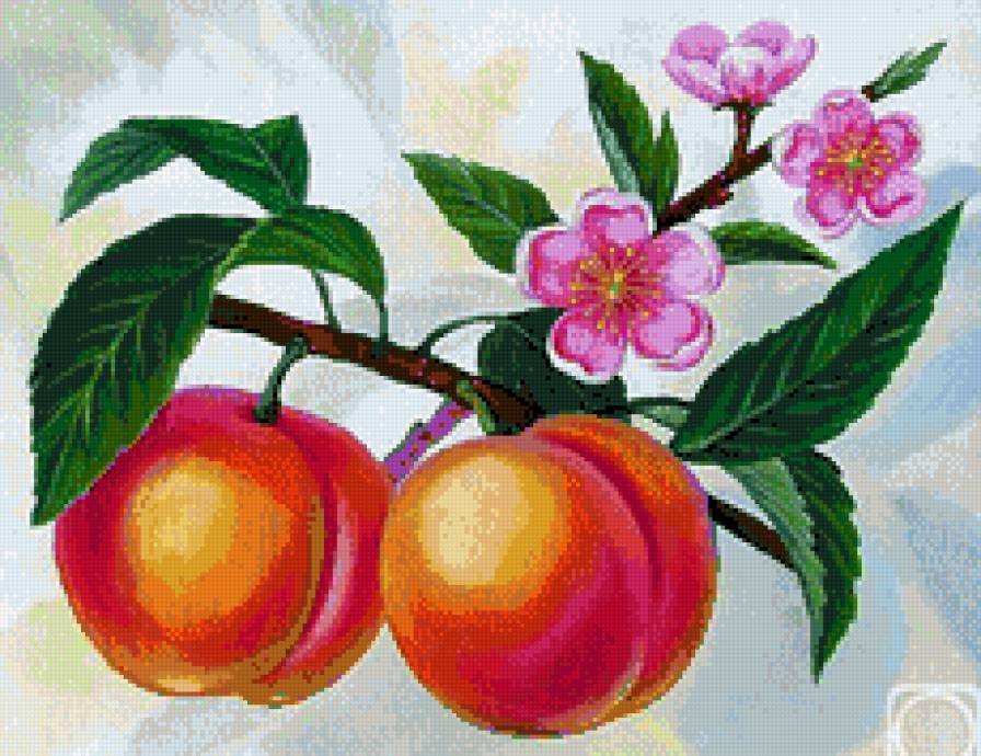 персик - фрукты, персик - предпросмотр