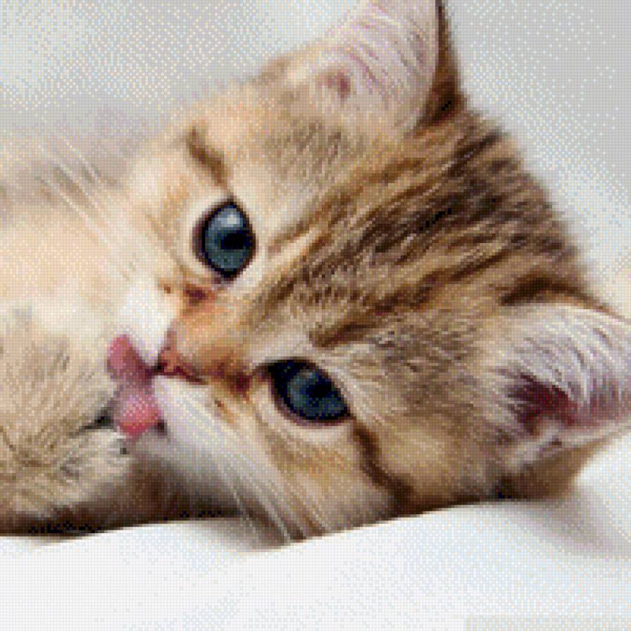 Котенок - кот, котенок, котик, рыжий - предпросмотр