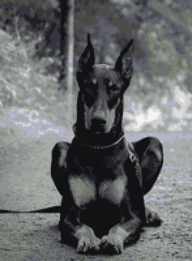 доберман - предпросмотр