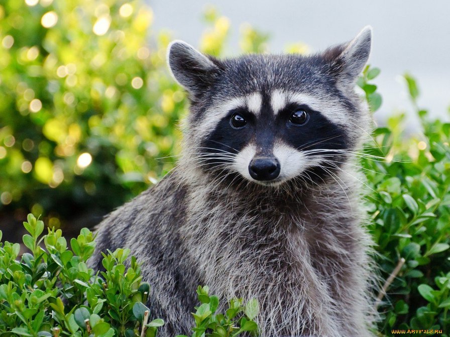 енот - оригинал