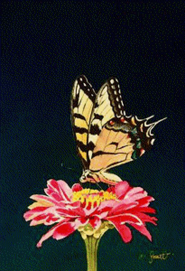 Бабочка на цветке - предпросмотр