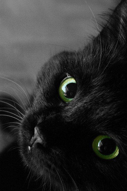 кошка - кот, черный, котенок, кошка - оригинал