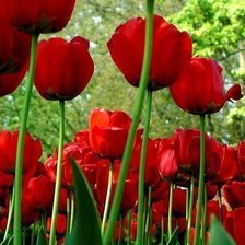 Схема вышивки «Красные тюльпаны»