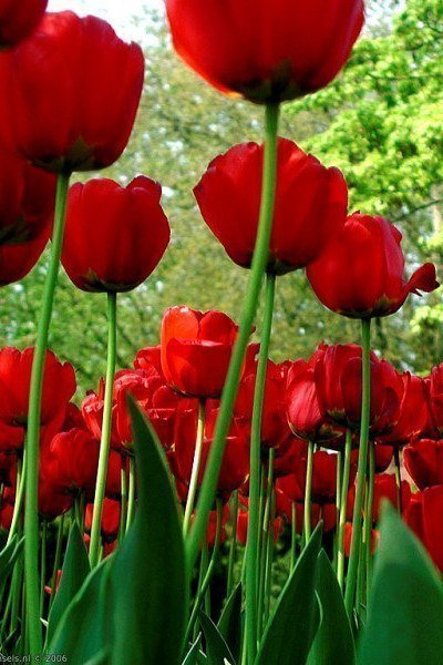 Красные тюльпаны - тюльпаны, цветок, красный - оригинал