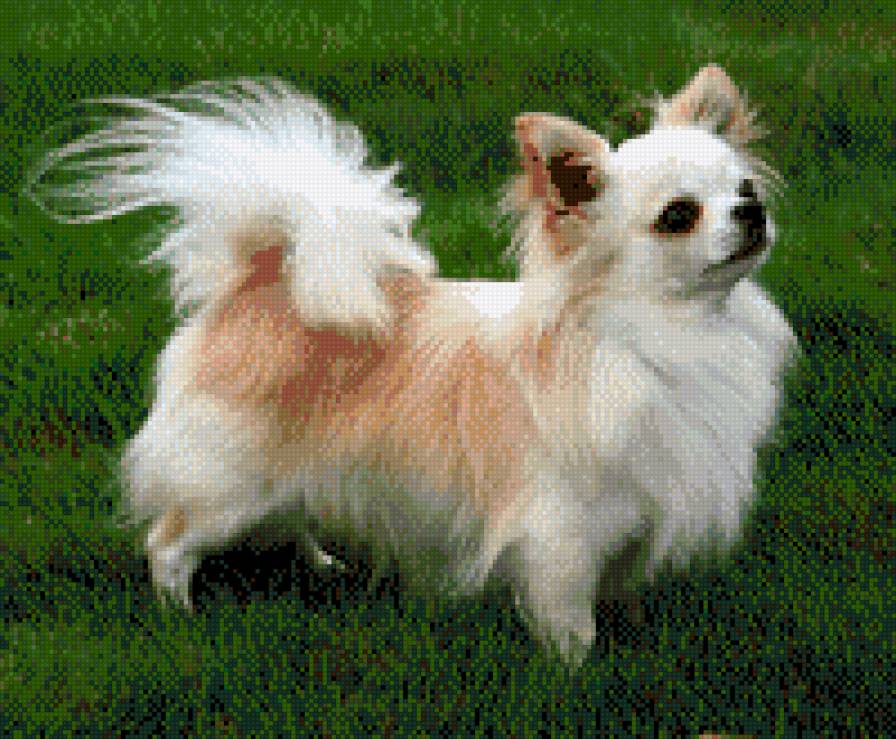 Чихуахуа - предпросмотр