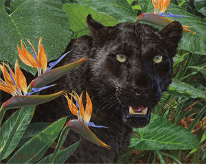 пантера - хищники, джунгли, природа, кошки - оригинал