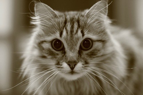 кот - животные, кошки - оригинал