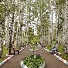 Схема вышивки «березы»