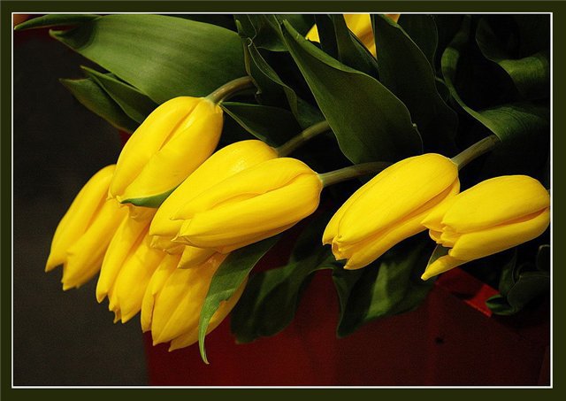 Желтые тюльпаны - оригинал