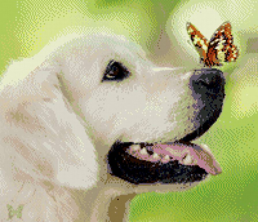 пес и бабочка - предпросмотр