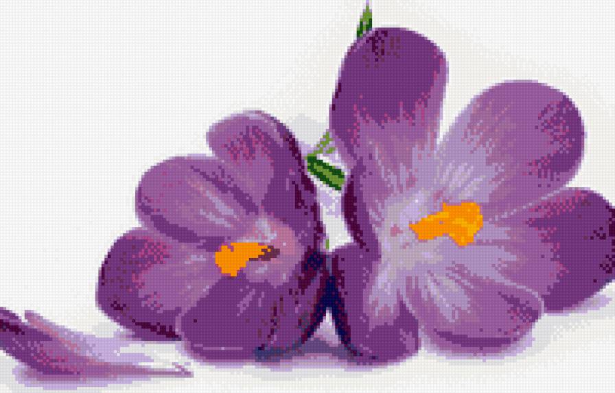 Крокусы - предпросмотр