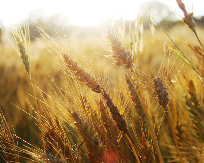Пшеничное поле - поле, пшеница, колосья - оригинал