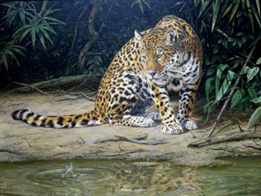 Леопард - животные, картины, джунгли, леопард - предпросмотр