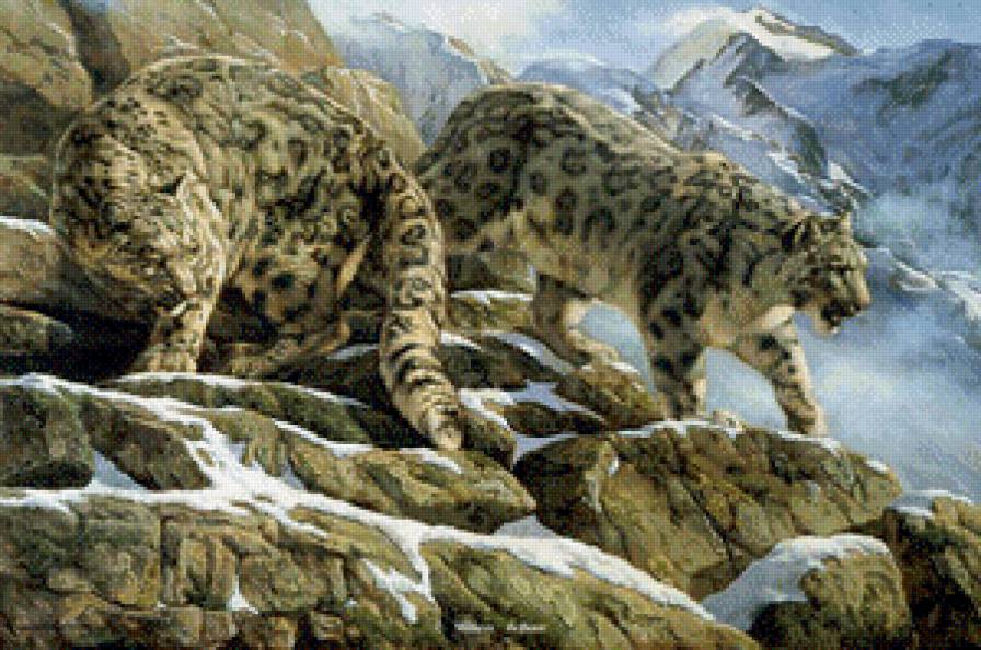 Снежные барсы - снежный барс, горы, картины, животные - предпросмотр
