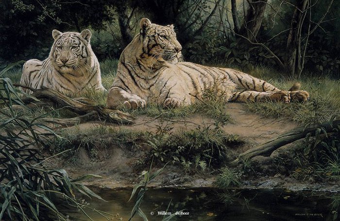 белые тигры - картины, животные, тигр - оригинал