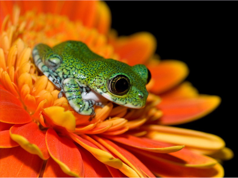 Лягуха - оригинал