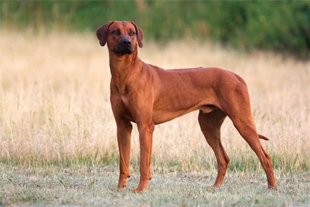 Риджбек - риджбек, собаки - оригинал